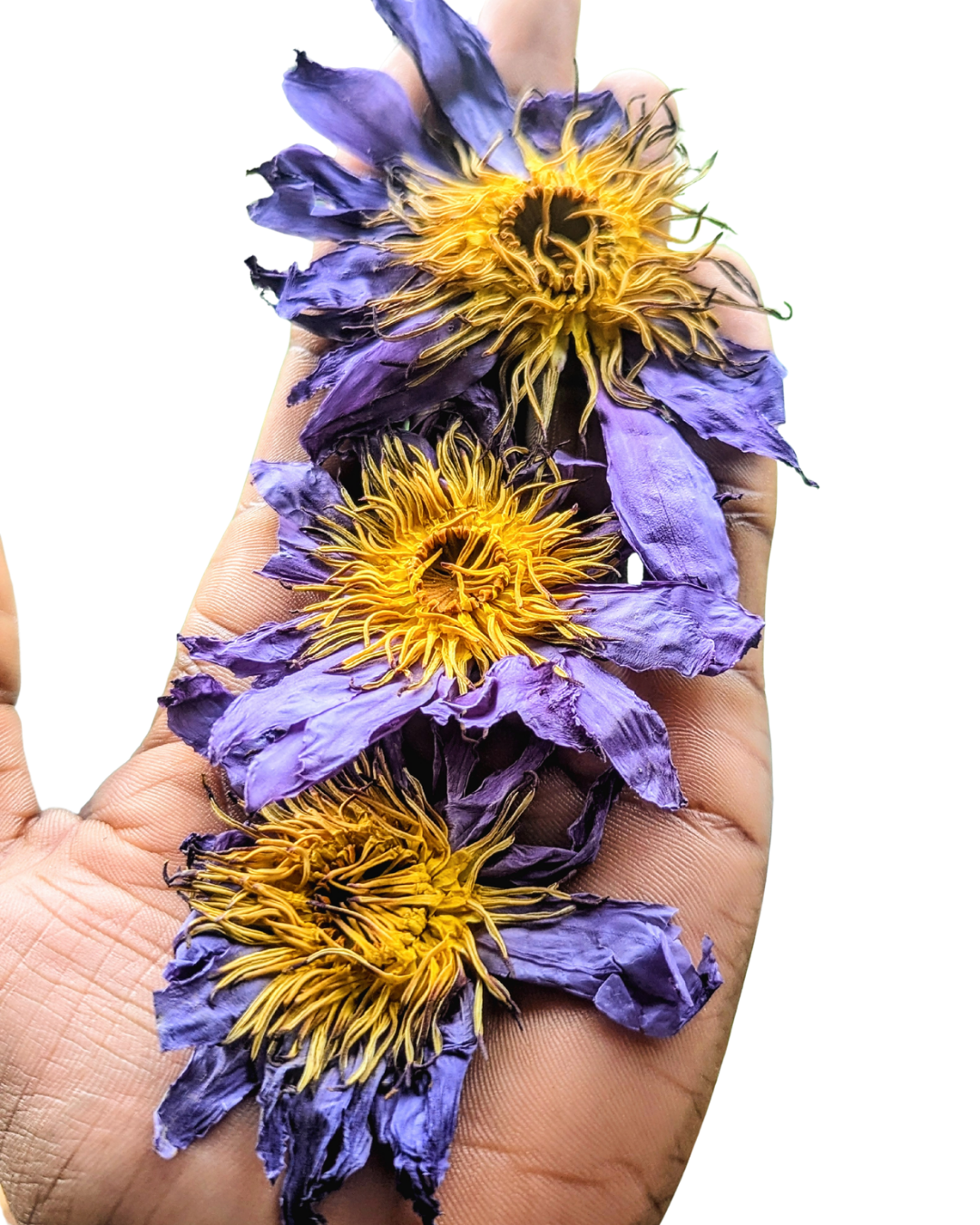 Sacred Ancient Egyptian Blue Lotus — Dried WHOLE Flower