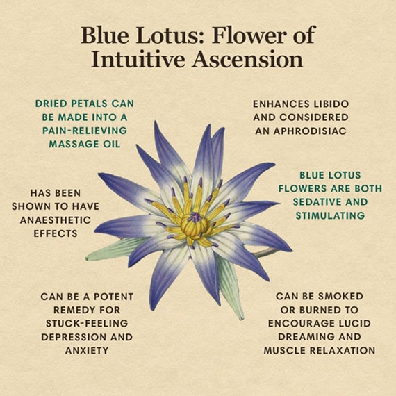 Sacred Ancient Egyptian Blue Lotus — Dried WHOLE Flower