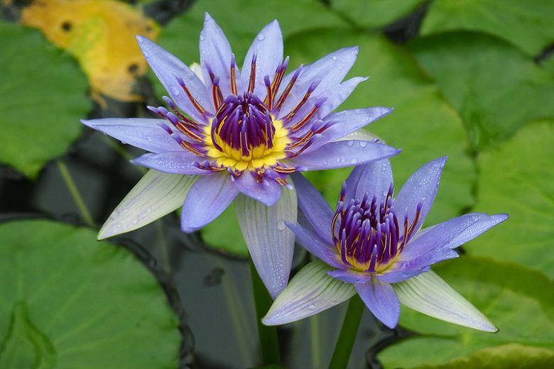 Sacred Ancient Egyptian Blue Lotus — Dried WHOLE Flower